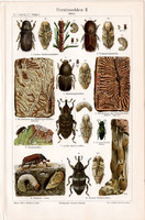 Erdei rovarok II., színes nyomat 1906, német nyelvű, litográfia, eredeti, bogár, erdő, levél, régi