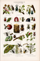 Kerti kártevők II., színes nyomat 1905, német nyelvű, eredeti, litográfia, bogár, rovar, kártevő