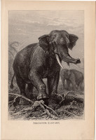 Indiai elefánt, egyszín nyomat 1894, német, eredeti, Tierleben, Az állatok világa, állat, Ázsia
