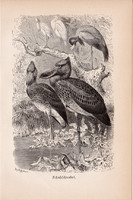 Papucscsőrű madár, egyszín nyomat 1894, német, eredeti, Tierleben, Az állatok világa, állat, Afrika