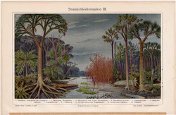 Őskori növényzet (kőszén), színes nyomat 1908, német nyelvű, eredeti, litográfia, páfrányfa, növény