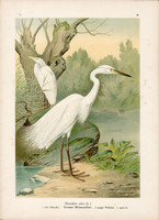 Nagy kócsag (8), litográfia 1897, eredeti, 29 x 39 cm, nagy méret, madár, színes nyomat, Herodias