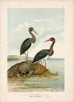 Fekete gólya (1), litográfia 1897, eredeti, 29 x 39 cm, nagy méret, madár, nyomat, Ciconia nigra