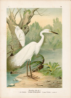 Nagy kócsag (1), litográfia 1897, eredeti, 29 x 39 cm, nagy méret, madár, színes nyomat, Herodias