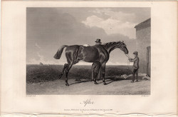Verseny után, acélmetszet 1868, metszet, eredeti, 10 x 14, ló, lóverseny, versenyló, csutakolás