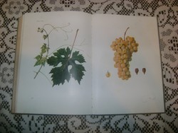 Kozma Pál: A csemegeszőlő - 1961