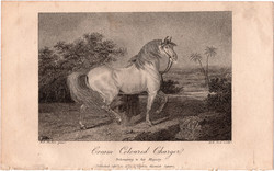 Krém színű mén, rézmetszet 1808, metszet, eredeti, 9 x 14, állat, ló, hanoveri, oktató, charger