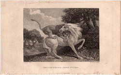Az oroszlán és a ló, rézmetszet 1808, metszet, eredeti, 9 x 13, állat, vad, ragadozó, George Stubbs