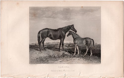 Zarina, acélmetszet 1839, metszet, eredeti, 9 x 12, állat, ló, kanca, versenyló, lóverseny, csikó
