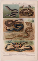 Mérges kigyók, litográfia 1893, színes nyomat, német nyelvű, Brockhaus, kigyó, kobra, vipera, állat