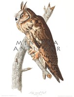 Erdei fülesbagoly bagoly faág madaras nyomat, J. J. Audubon Amerika madarai 1826-38 vintage reprint