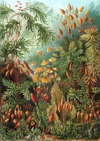 Mohafélék mohafajok páfrányok növény erdő Ernst Haeckel 1904 vintage botanikai illusztráció reprint