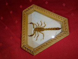 Brown scorpion in a wooden gift box under a glass plate. Frame is flawless. He has!