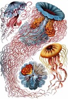 Medúza csalánozó polipalak csáp tengeri állatok Haeckel 1904 vintage zoológiai illusztráció reprint