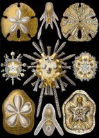 Tengeri sün váz fosszília kövület geometrikus Haeckel 1904 vintage zoológiai illusztráció reprint