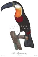 Tukán sorozat 1 egzotikus trópusi madár csőr ornitológia vintage zoológiai illusztráció reprint