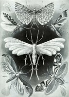 Molylepke lepkefajta szárny fekete fehér Haeckel 1904 vintage zoológiai illusztráció reprint