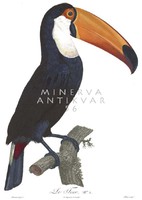 Tukán sorozat 6 egzotikus trópusi madár csőr ornitológia vintage zoológiai illusztráció reprint