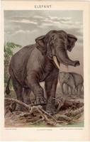 Elefánt, litográfia 1894, színes nyomat, eredeti, magyar, Pallas, állat, lexikon melléklet, agyar