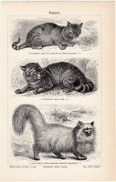 Macskák, egyszín nyomat 1896, német nyelvű, eredeti, állat, cica, vadmacska, angora, Núbiai, macska