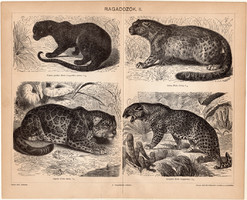 Ragadozók II., 1896, egyszín nyomat, eredeti, magyar nyelvű, állat, párduc, leopárd, jaguár, irbisz