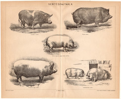 Sertésfajták II., 1897, egyszín nyomat, eredeti, magyar nyelvű, állat, háziállat, sertés, disznó