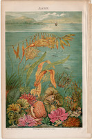 Algák, litográfia 1888, német nyelvű, eredeti, színes nyomat, tenger, óceán, alga, tenger, növény