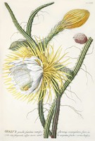 Kaktusz fehér sárga virág bimbó termés gyümölcs tüske G.Ehret Antik botanikai reprint növény nyomat