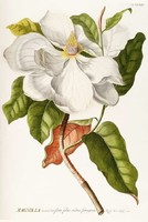 Magnólia 2. fehér virág hajtás zöld levelek dísznövény G.Ehret Antik botanikai reprint növény nyomat