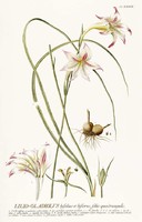 Fehér cirmos liliom kardvirág hagymás kerti dísznövény G.Ehret Antik botanikai illusztráció reprint
