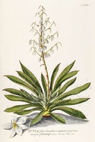 Pálma liliom yucca fehér virág levél kerti dísznövény G.Ehret Antik botanikai illusztráció reprint