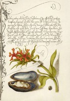 Kalligráfia latin kézírás botanikai illusztráció kagyló héj égőszerelem 16.sz antik kézirat reprint