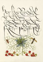 Díszes kalligráfia növény rajz illusztráció pók ribizli borzaska darázs 6.sz antik kézirat reprint