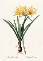 Liliomfélék sárga virágú amarillisz hagymás egzotikus növény P.J. Redouté 1810 REPRODUKCIÓ nyomat
