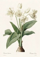 Liliomfélék óriás afrikai fehér liliom virág botanikai illusztráció Redouté 1810 REPRODUKCIÓ nyomat