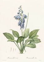 Árnyék liliom kék virág kert dísznövény levél botanikai illusztráció Redouté 1810 REPRODUKCIÓ nyomat
