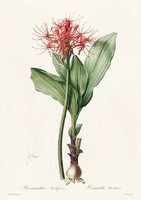 Liliomfélék vérvirág vörös bíbor hagymás botanikai illusztráció Redouté 1810 REPRODUKCIÓ nyomat