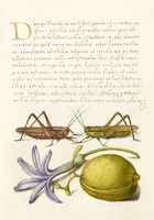 Kalligráfia arany iniciálé szöcske citrom gyümölcs jácint kék lila virág 16.sz antik kézirat reprint