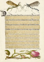 Kalligráfia arany díszítés régi illumináció szúnyog rovar rózsa virág 16.sz antik kézirat reprint