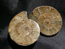 Természetes Ammonitesz kövület. Két fél darab együtt. 28 gramm.