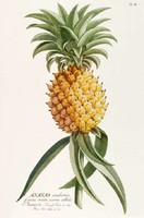 Ananász növény leveles egzotikus trópusi gyümölcs sárga G.Ehret Antik botanikai reprint nyomat