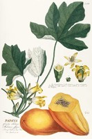 Papaja papaya sárga termés dinnyefa levelek virág magok G.Ehret Antik botanikai illusztráció reprint