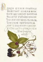 Kalligráfia arany iniciálé régi rajz szeder gyümölcs levél habszegfű 16.sz antik kézirat reprint