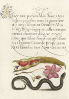 Kalligráfia arany díszítés régi illumináció kígyó vipera bab szellőrózsa 16.sz antik kézirat reprint