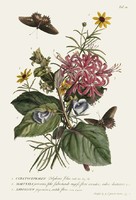 Virág lepke pillangó boglárka japán nárcisz G.Ehret régi botanika illusztráció reprint növény nyomat