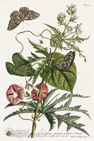 Növény lepke pillangó hajnalka szulák virág selyemmályva G.Ehret Antik botanika illusztráció reprint