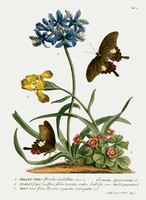 Lepke pillangó sárga nőszirom szerelemvirág madársóska G.Ehret Antik botanika illusztráció reprint