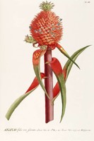 Ananász növény piros virág egzotikus trópusi gyümölcs G.Ehret Antik botanikai illusztráció reprint