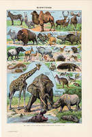 Emlősök II. (2), színes nyomat 1923, francia, 19 x 29 cm, lexikon, eredeti, állat, elefánt, teve