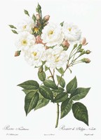 Fehér és rózsaszín rózsák, vadrózsa csokor falikép P.J. Redouté régi virágos rajz REPRODUKCIÓ nyomat